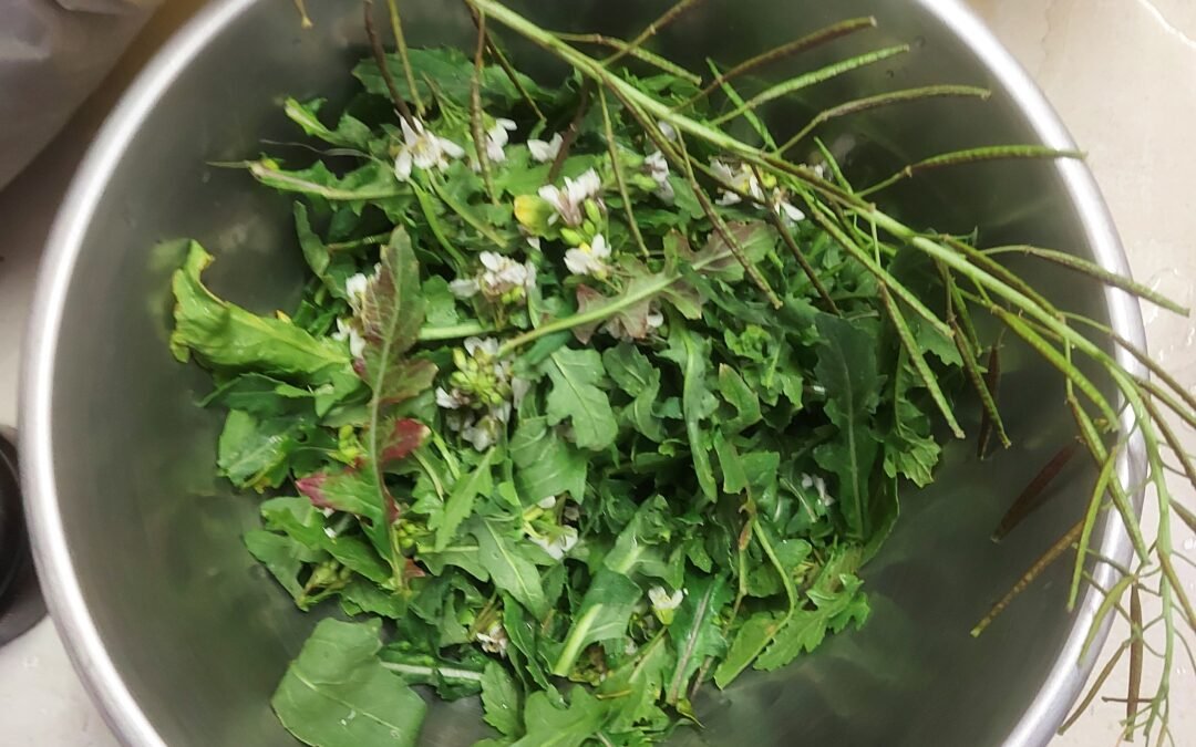 2023-03 Balade salades et plantes comestibles