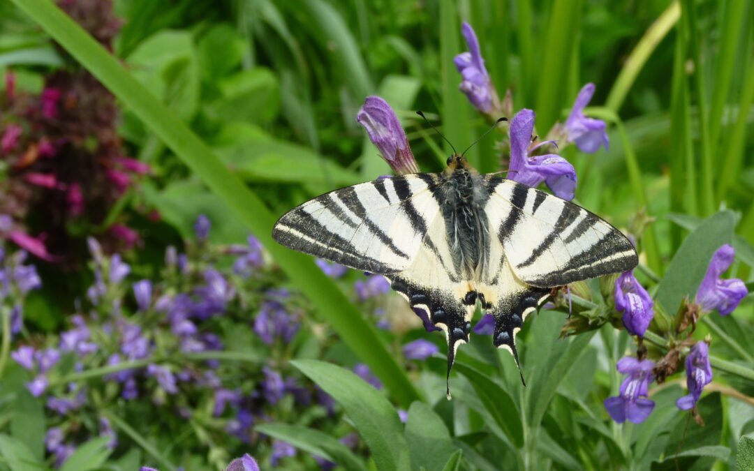 2023-04 Balade &lsquo;fleurs et insectes&rsquo;