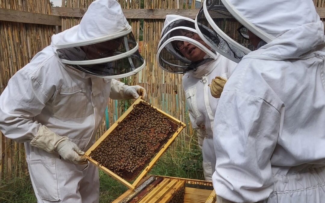2025-07  Visite de la ruche aux Jardins Partagés