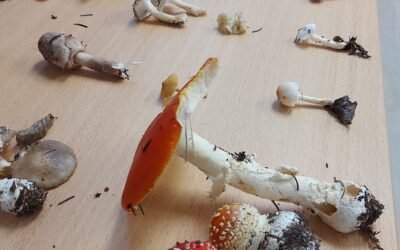 2025-09 Conférence sur les champignons