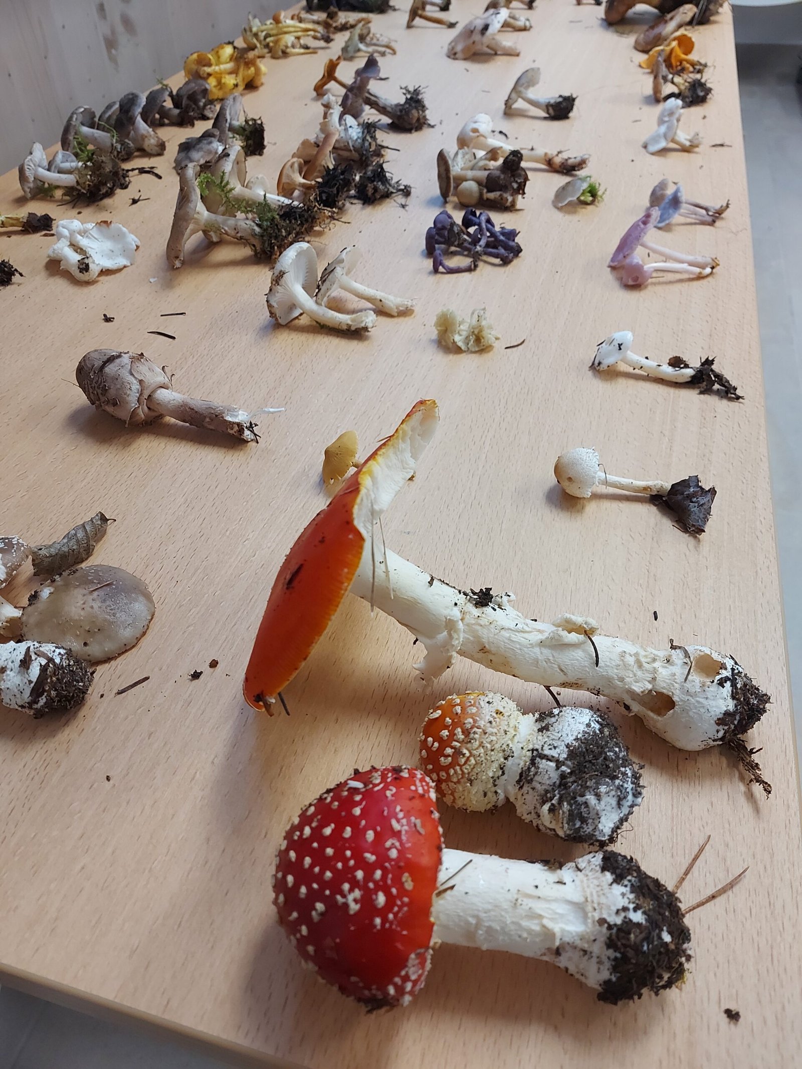 2025-09 Conférence sur les champignons