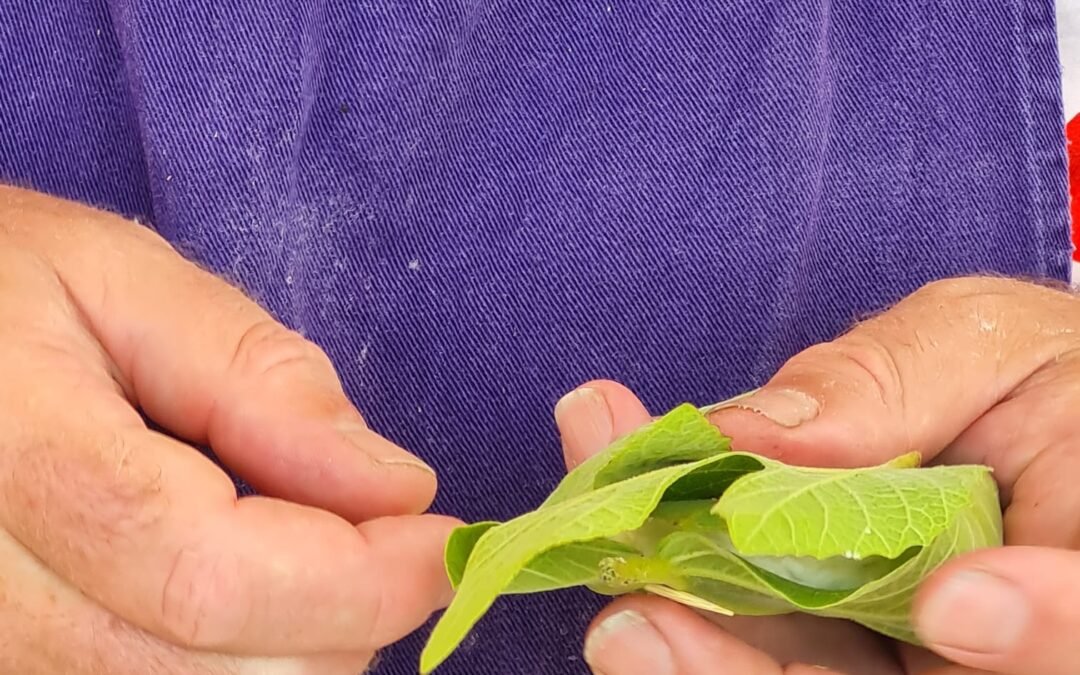 2023-11 Atelier « A vos salades »